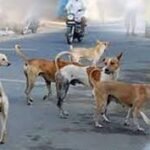 کے ڈی اے ، محکمہ اسٹیٹ کی سنگ دلی،شہری آوارہ کتوں کے حوالے