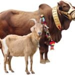 قربانی کے مسائل اور اُن کا حل
