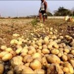 مالی سال 2025-26 کی پہلی ششماہی میں آلو کی برآمدات 2 لاکھ 48 ہزار ٹن رہیں