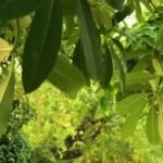 سندھ اسمبلی پارک کے پودوں کے لیے ڈیڑھ کروڑ مختص