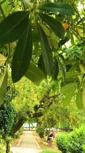 سندھ اسمبلی پارک کے پودوں کے لیے ڈیڑھ کروڑ مختص