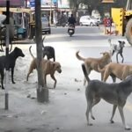 منگھوپیر میں آوارہ کتے کا 10 سالہ بچے پر حملہ، شدید زخمی