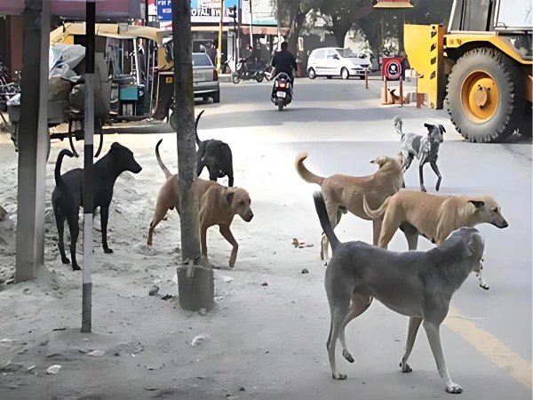 منگھوپیر میں آوارہ کتے کا 10 سالہ بچے پر حملہ، شدید زخمی