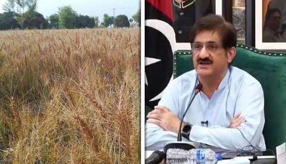 گندم ذخیرہ کرنیوالوں کے خلاف کریک ڈاؤن کاحکم