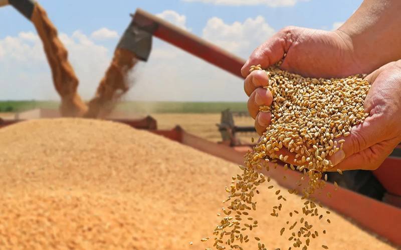 گندم کی غیر قانونی ذخیرہ اندوزی پر پانچ افسران معطل