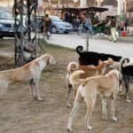 سندھ میں ریبیز سے 35 اموات، محکمہ صحت کی کارکردگی پر سوالیہ نشان