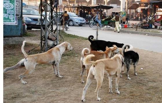 سندھ میں ریبیز سے 35 اموات، محکمہ صحت کی کارکردگی پر سوالیہ نشان
